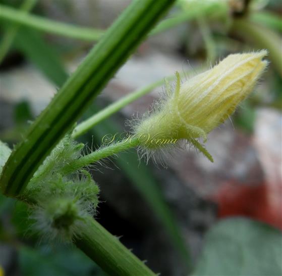  Male flower